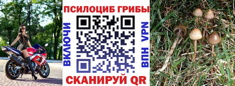 Псилоцибиновые грибы мухоморы  Купить закладки  Моршанск 